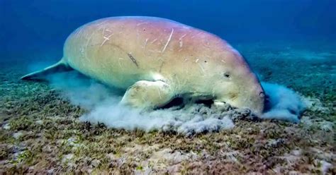 Dugong Behavior - AnimalBehaviorCorner