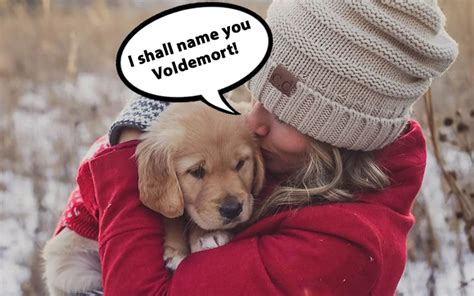 105 Most Popular Golden Retriever Names Of 2022 – Golden Hearts