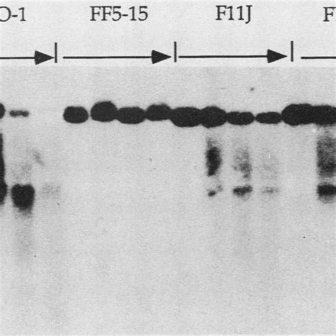 Chromatin structure of the PEPCK gene over the proximal regulatory... | Download Scientific Diagram