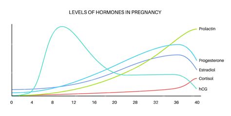 Premium Vector | Levels of hormones in pregnancy HCG prolactin cortisol estradiol and ...