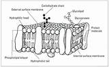 Free Cell Membrane Worksheet sketch template