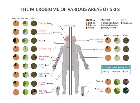 Differences in Skin Environment Across the Body – SkinDrone