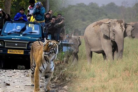 Jim Corbett Safari Zones | Best Safari Zone in Jim Corbett