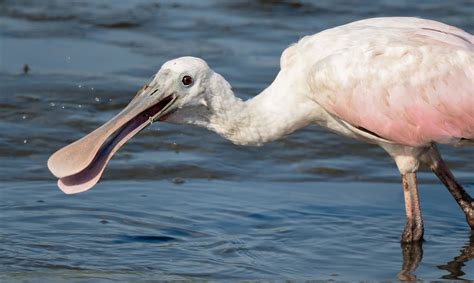 Roseate Spoonbill | Ocean habitat, Rare cats, Soberania national park