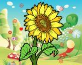 Sunflower coloring page - Coloringcrew.com
