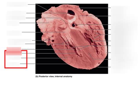 Real Heart Diagram | Quizlet