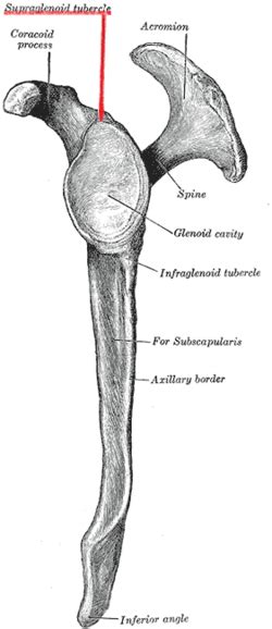 Supraglenoid tubercle - Wikipedia