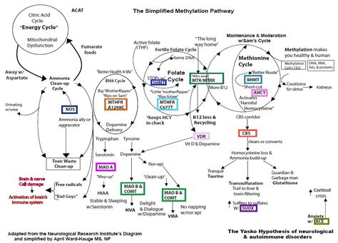 The Methylation Cycle, Simplified | Inside Out Health & Wellness