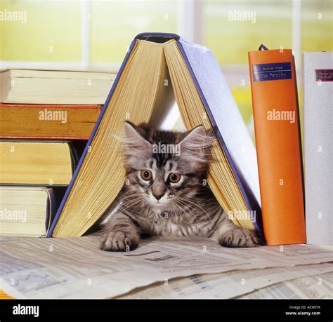 kitten - lying under book Stock Photo - Alamy