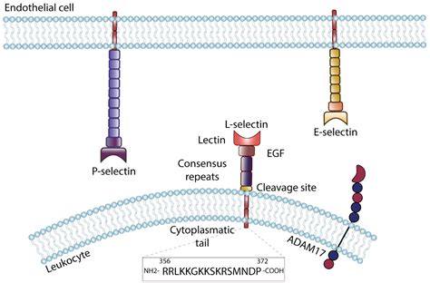 Cells | Free Full-Text | Selectin-Mediated Signaling—Shedding Light on ...