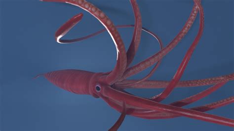 ArtStation - Game Ready Rigged Giant Squid | Resources