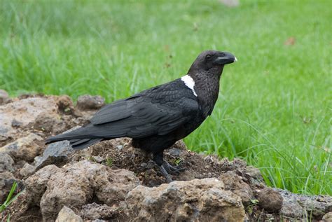 White-necked Raven (Biogaps (s Afr) Pentad 3245_2005: Species List) · BioDiversity4All