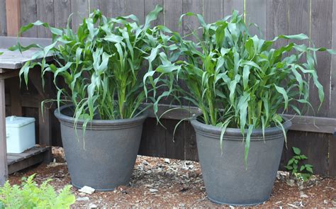 planting corn in containers | Farm gardens, Edible garden, Plants