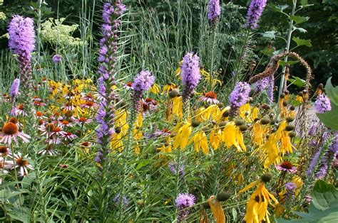 Native Illinois Prairie Flowers / The Peak Of The Prairie Plants To Know And Grow Chicago ...