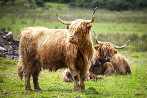 Scottish Highland Cattle | A Hardy Breed Worth Raising - Rural Living Today