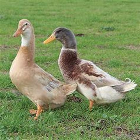 Saxony Ducklings | Strombergs Chicks & Game Birds