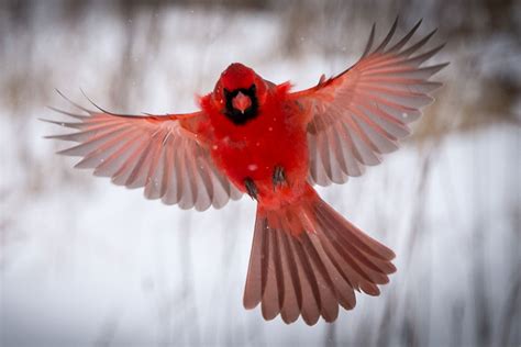 10 Fascinating Facts: The Northern Cardinal | Lyric Wild Bird Food