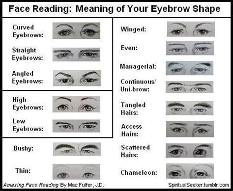 Thick Eyebrows Shapes Chart