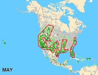 Birding Is Fun!: Black-necked Stilt Migration Map