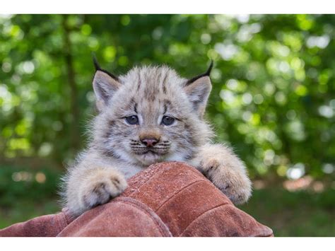 Gender of Adorable New Lynx Kittens at Beardsley Zoo to be Revealed Thursday | Bridgeport, CT Patch