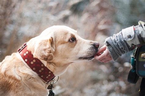 Labrador Food Allergies – Https://retrieverdogsite.com/ 2024