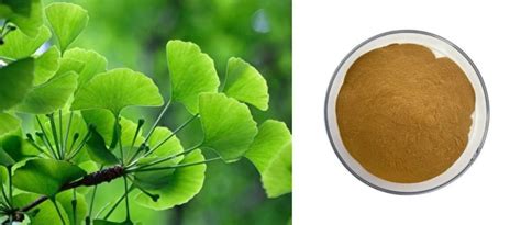 What Are The Benefits Of Ginkgo Leaf Extract？ | by JOYWIN Natural ...