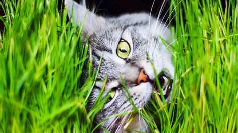 26 Can Dogs Eat Cat Grass – Home