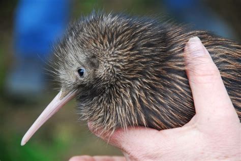 Miami zoo apologizes after treatment of kiwi bird outrages New Zealand