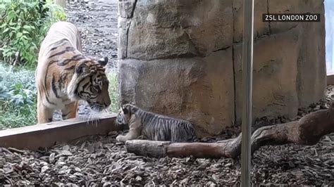 Watch an endangered tiger cub take its 1st steps outdoors | CBC News