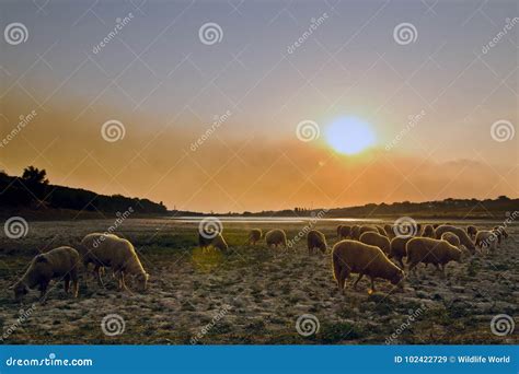 Flock of Sheep Grazing at Sunset Stock Image - Image of pasture, farm ...