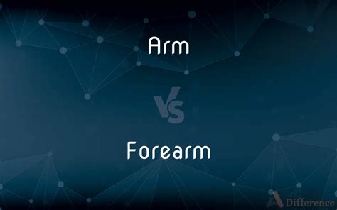 Arm vs. Forearm — What’s the Difference?