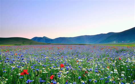 Field of Flowers Wallpapers - Top Free Field of Flowers Backgrounds ...