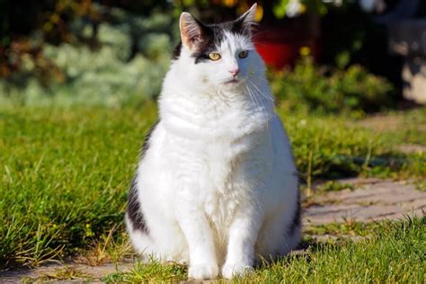 Obese Cat: How To Treat - TAILored Pet Services LLC