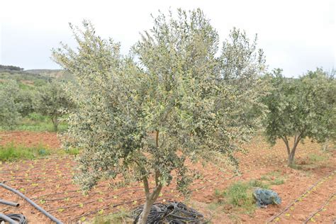 72 Different Olive Tree Varieties - ProGardenTips