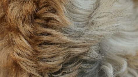 Fur Changing Colors in Spots: Dog Has Darker Areas on Hair