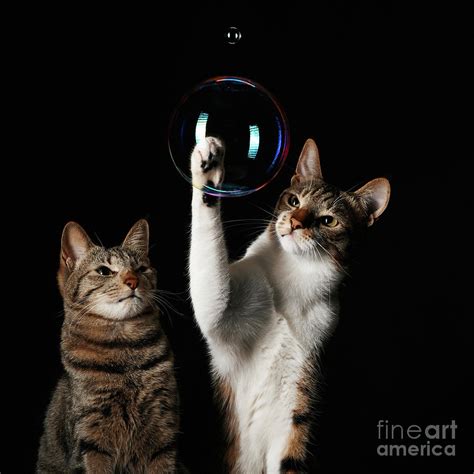 Studio Shot Of Two Cats Playing With by Akimasa Harada