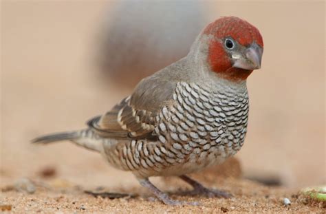 A look at the rarest finches in Australian aviaries - Aviculture Hub