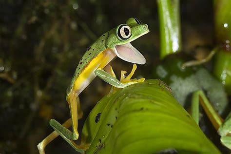 Costa Rica's Critically Endangered Amphibians - WorldAtlas.com