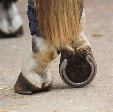 Hind Shoes Improve Hind Limb Movement, Might Reduce Lameness – The Horse