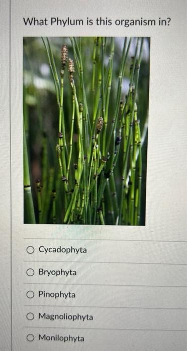 Solved Which Phylum is this organism in? O Monilophyta O | Chegg.com