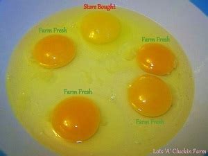 Store Bought vs. Farm Fresh Eggs - Back Roads Living