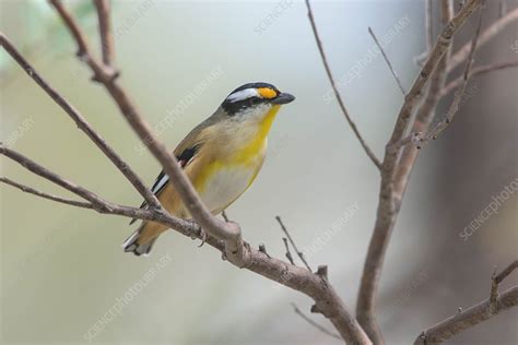 Striated Pardalote - Stock Image - F031/9453 - Science Photo Library