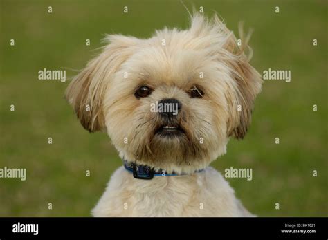 Lhasa Apso Portrait Stock Photo - Alamy