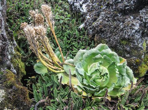 Sub-Antarctic islands´ biodiversity – Mario Mairal