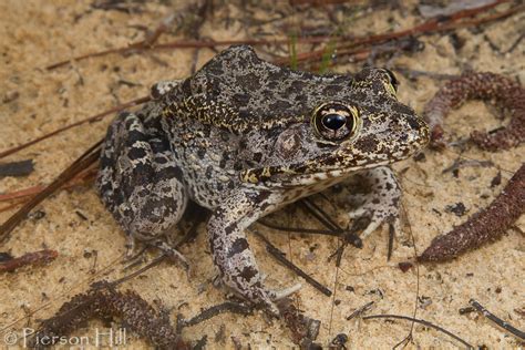 Florida Gopher Frog (Rana capito) | The Florida Gopher Frog … | Flickr