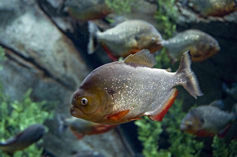 12 Piranha Facts to Sink Your Teeth Into