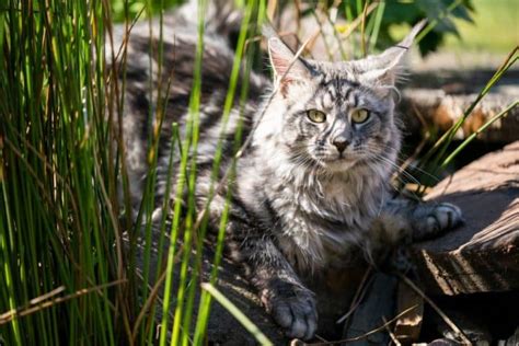 Maine Coon and Bengal Cat Mix: Everything You Need to Know - MaineCoon.org