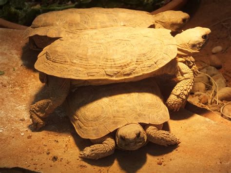 The Zoo Review: Species Fact Profile: Pancake Tortoise (Malacochersus ...