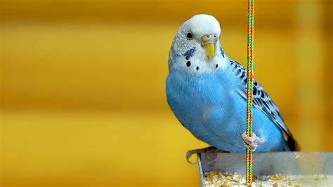 Budgie Desktop Wallpapers - Top Free Budgie Desktop Backgrounds - WallpaperAccess