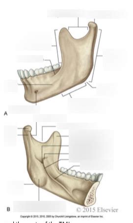 Anatomy of the mandible Diagram | Quizlet